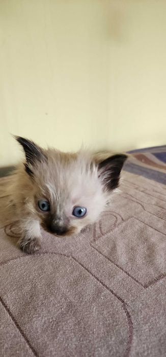 Сиамская кошечка
