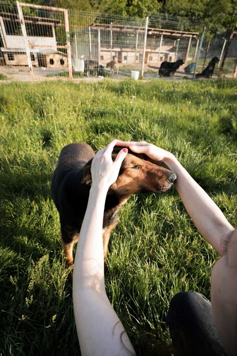 Maggie, pentru adoptie