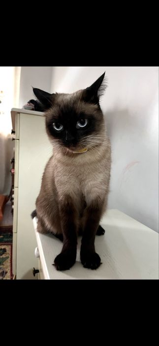 Пропала кошка. Помогите найти