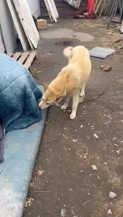 Ищем любящих хозяев