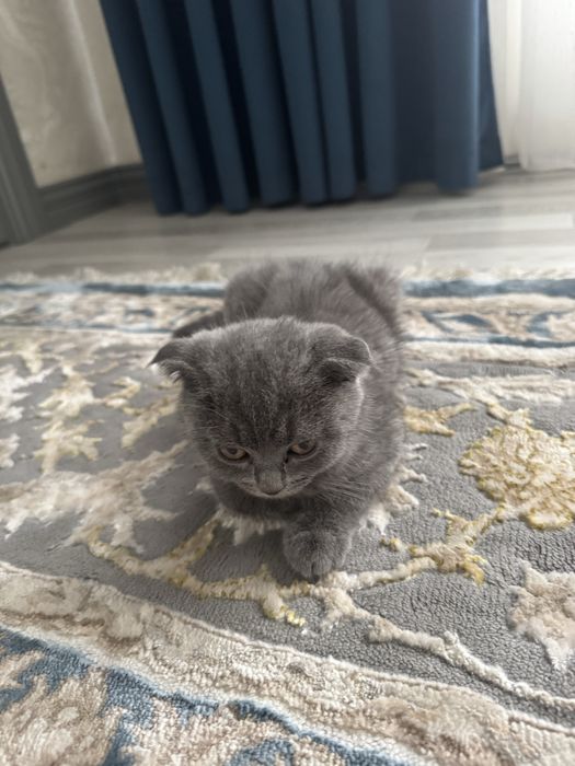 Scottish Fold (quloqlari bukilgan)