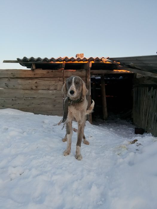 Продам Тазы 10000к