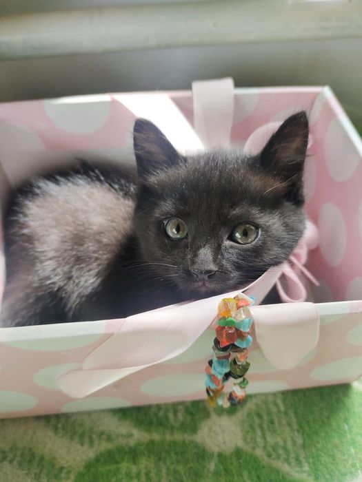 Котята три черных, один полосатый.