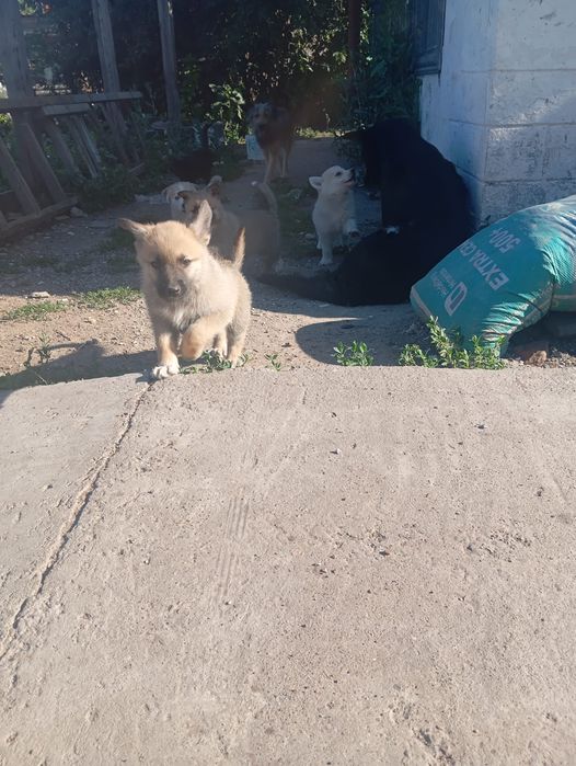 Отдам в добрые руки