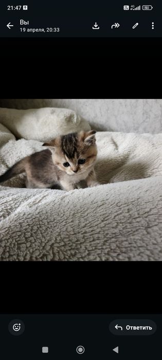 Золотые шиншиллы