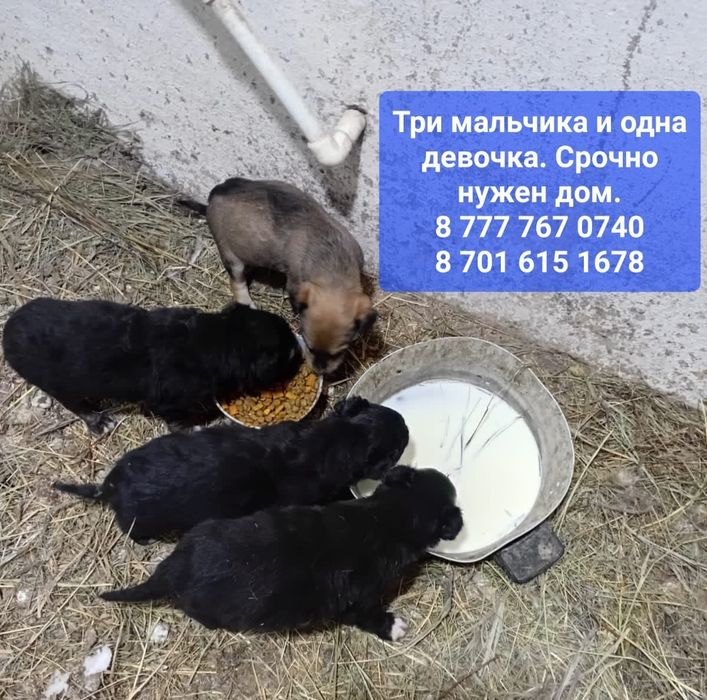 Малышам срочно нужен дом