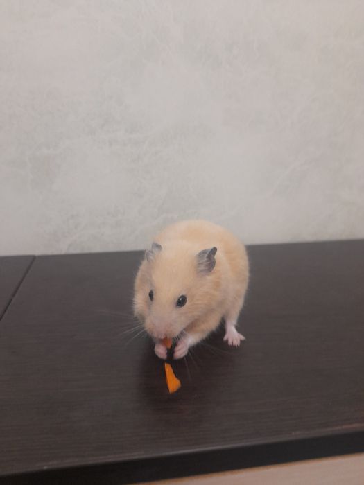 Продаётся сирийской хомячок девочка