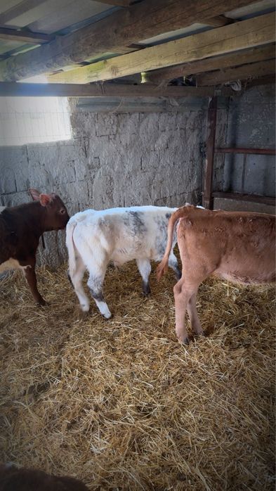 Vitei belga limuzin si baltata