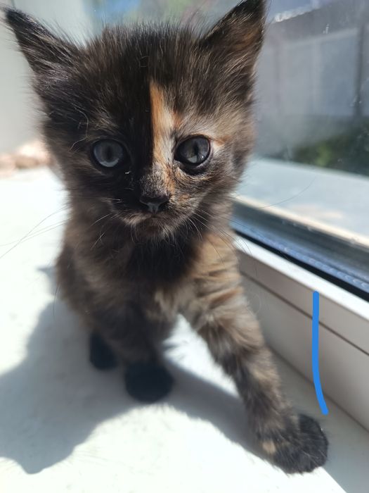 Котята красивенькие