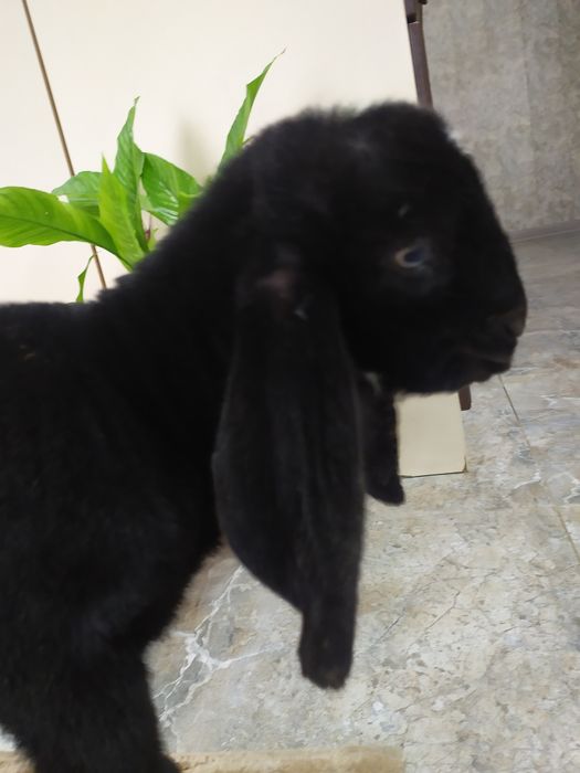 Козел Битал  акция !!!