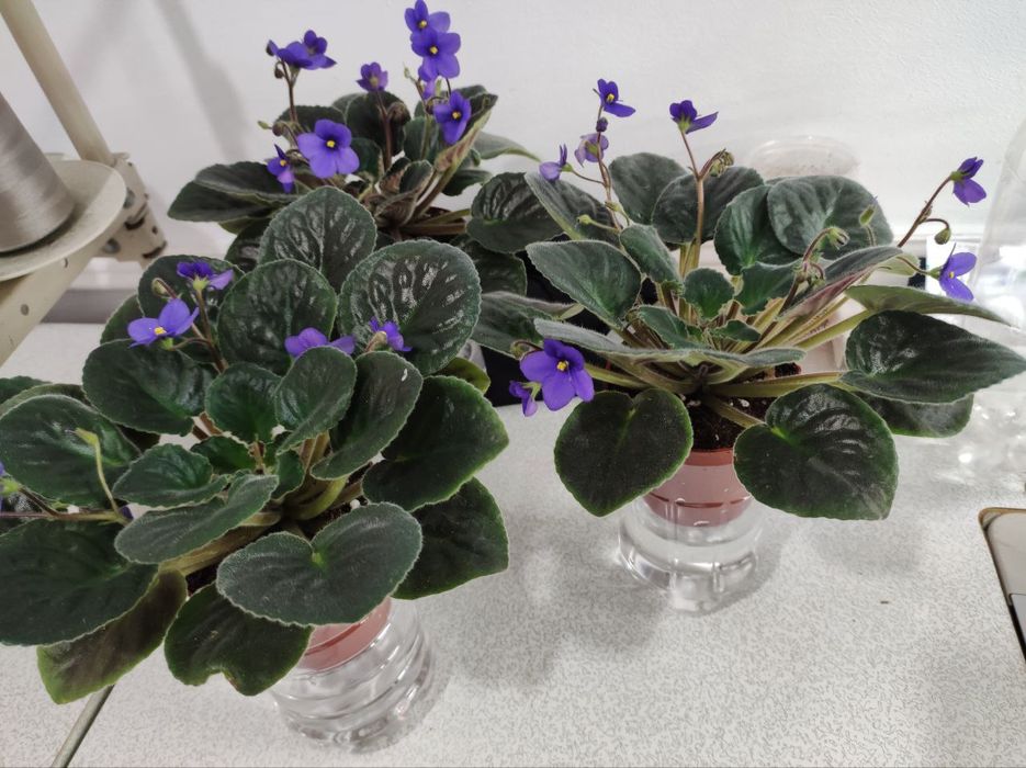 Fialkalar sotiladi xona gullari