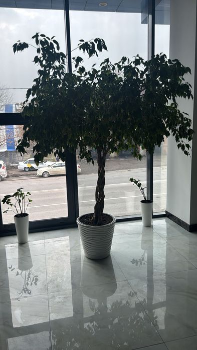 Пересаженные адаптированные