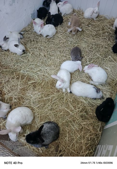 Хар хил турдаги зотли куен болалари