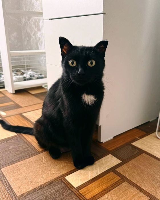Ищем дом для кошечки