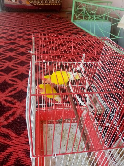 Toti qush hama yeri sog'lom lekin gapirmaydi