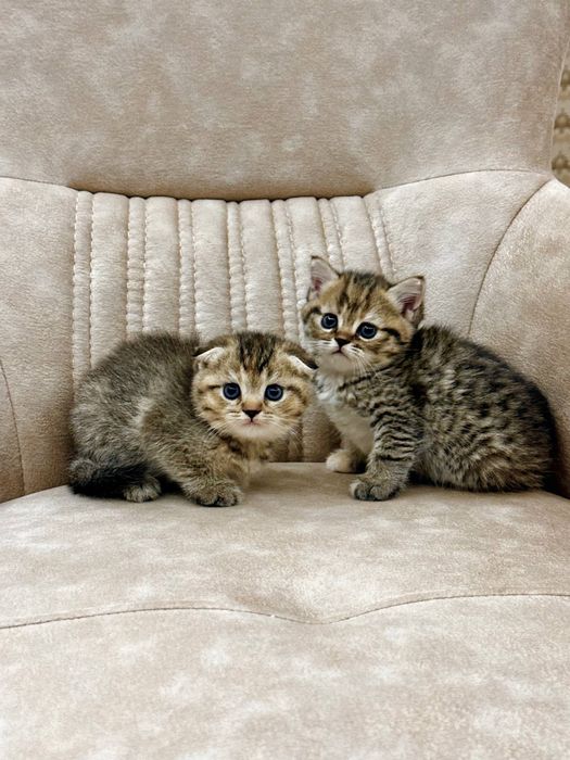 Продаются котята, милые, очаровательные