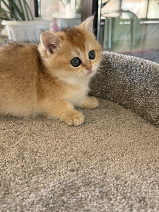 Золотая шиншила