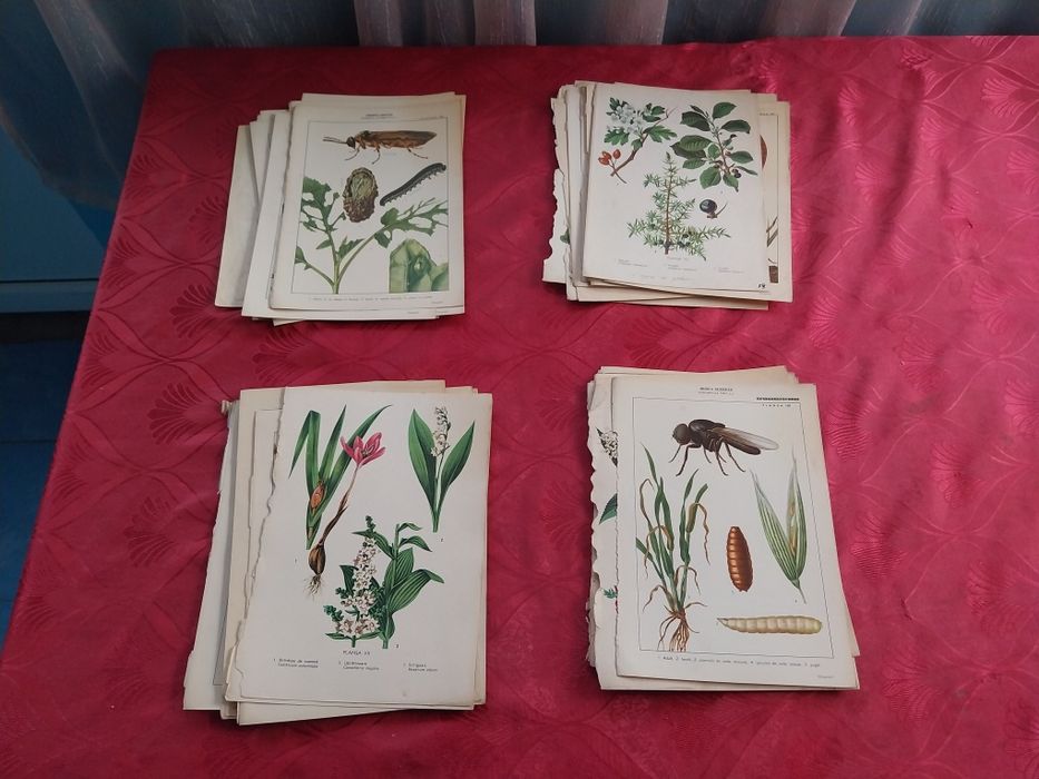 Colecție de planșe botanice și zoologice Vintage.