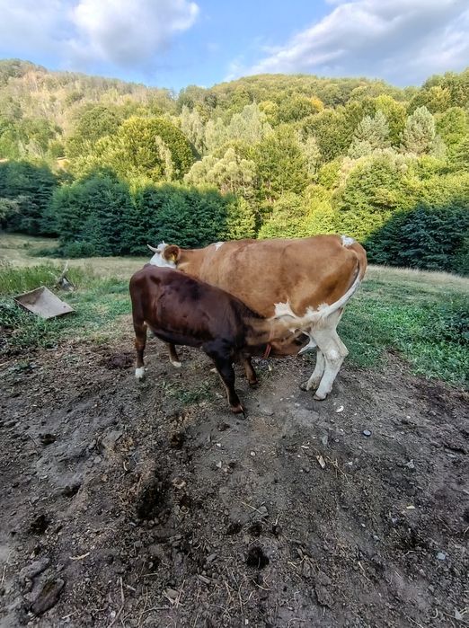 Viței de vânzare