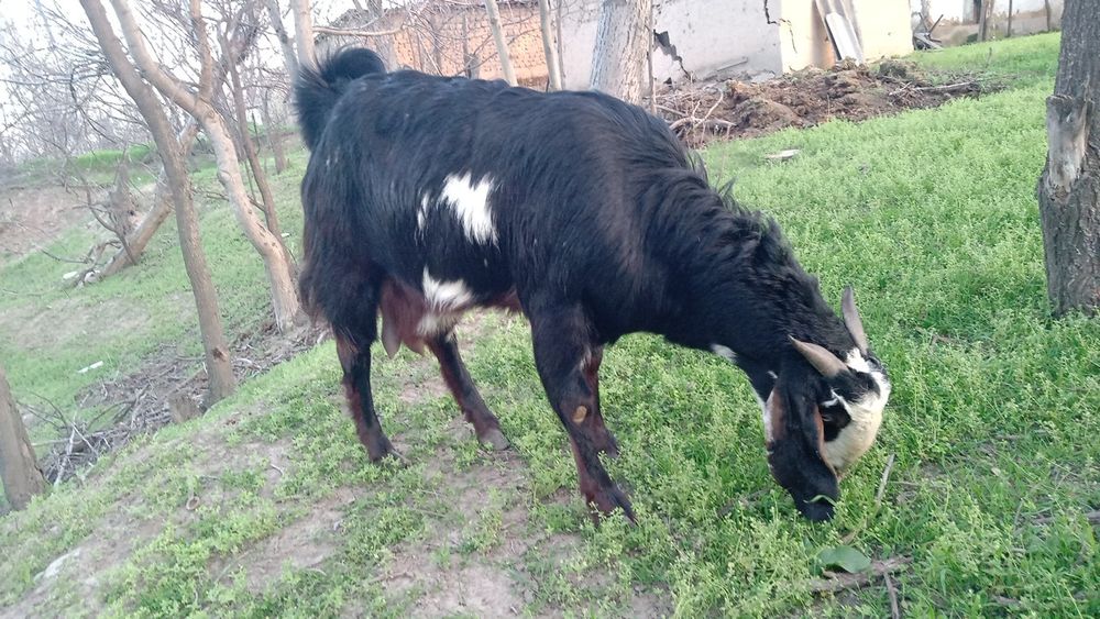 Коза битал 200 тыс