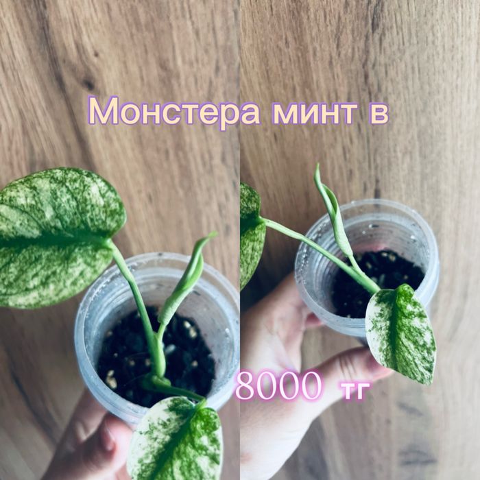 Монстеры, сингониумы, филодендрон
