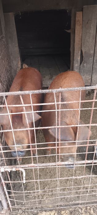 Vand animal de sacrificat