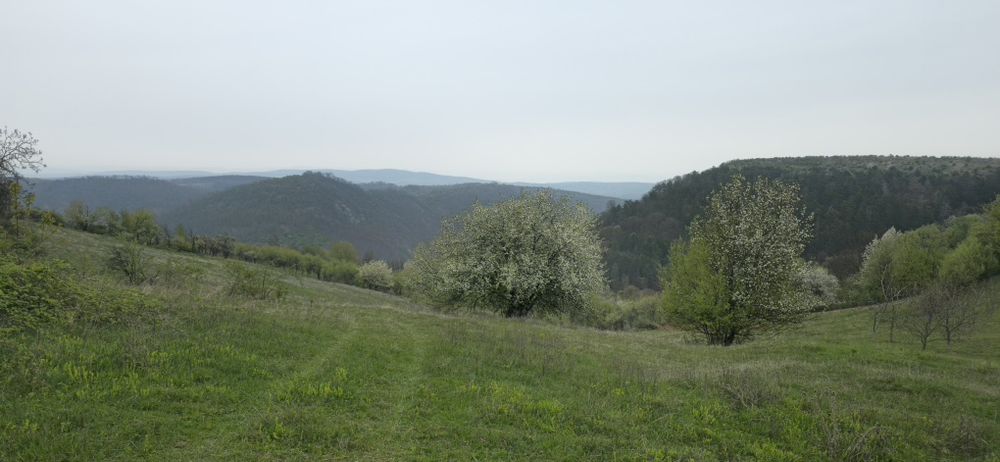 Teren Dumbrăvița de Codru