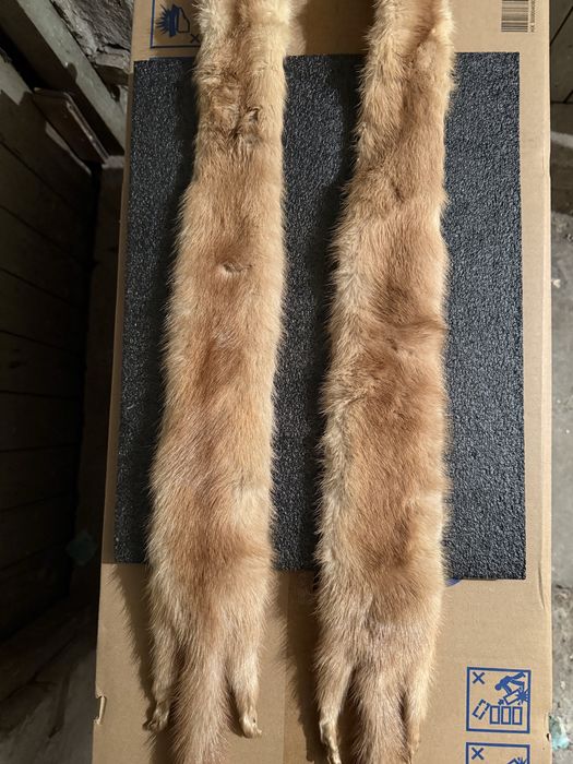 Продавам препарирана невестулка