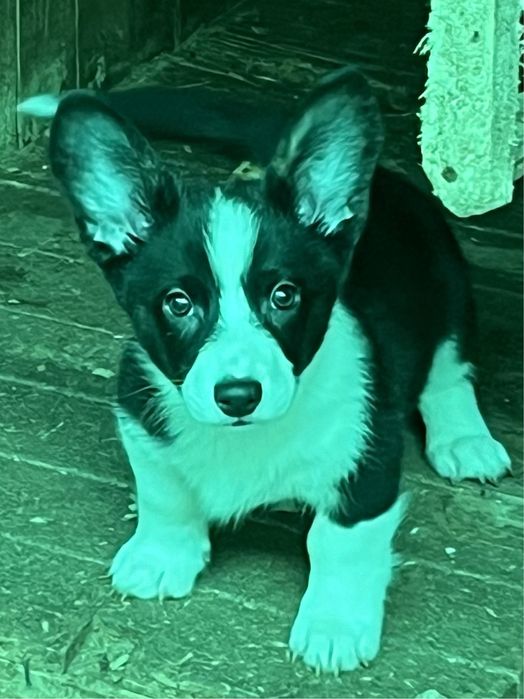 Вельш корги кардиган