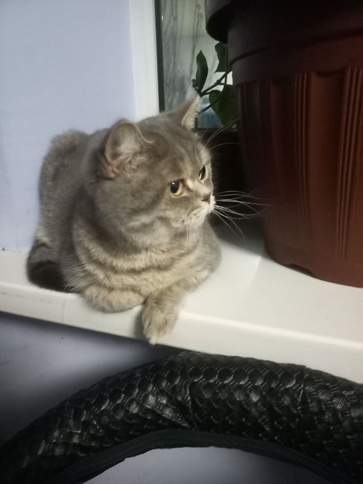 Кошка прадаётся девушка 7 месчное  цена 70$