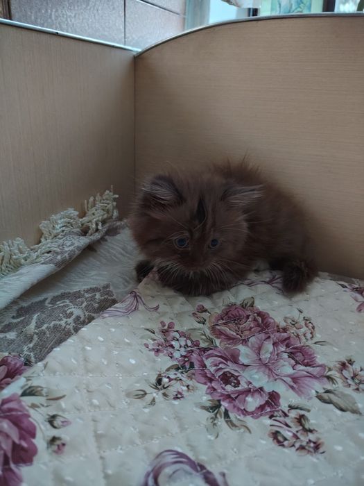 Отдадим котёнка бесплатно