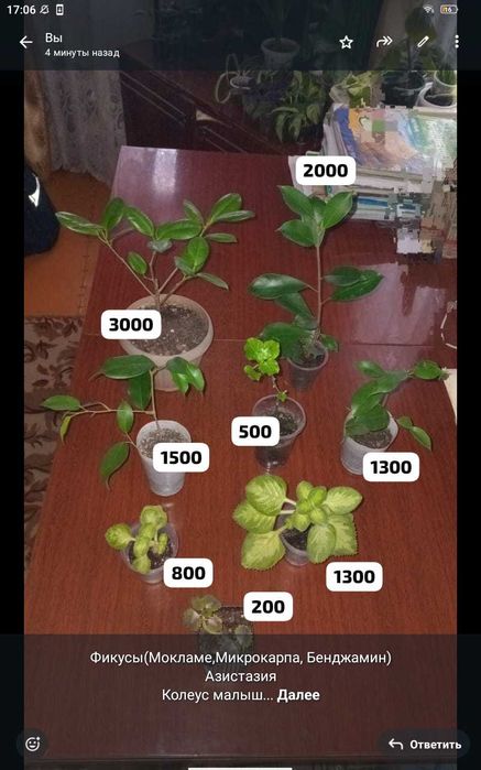Комнатные цветы и отростки