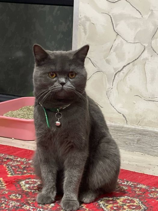 Britan Shorthair sotiladi arzonga