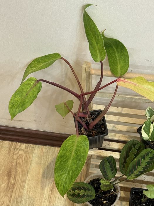 Набор из 6 цветов