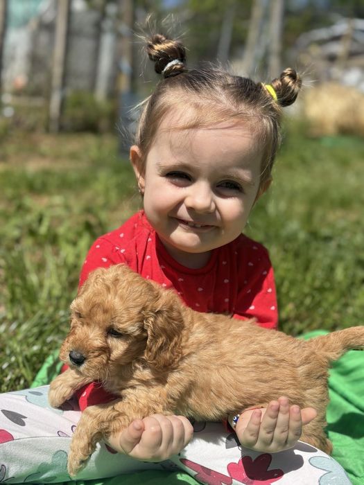 Мини пудел Пудел