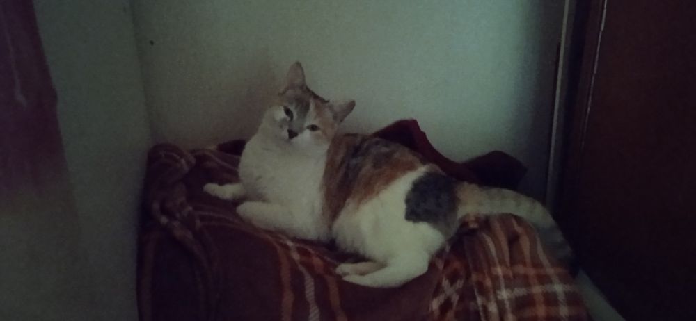 Отдам кошку в добрые руки