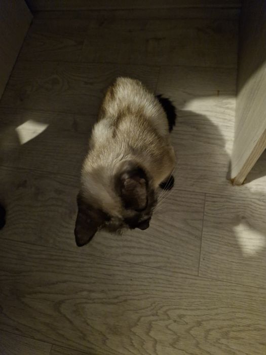 Потерялась кошка, имя ее Мышка