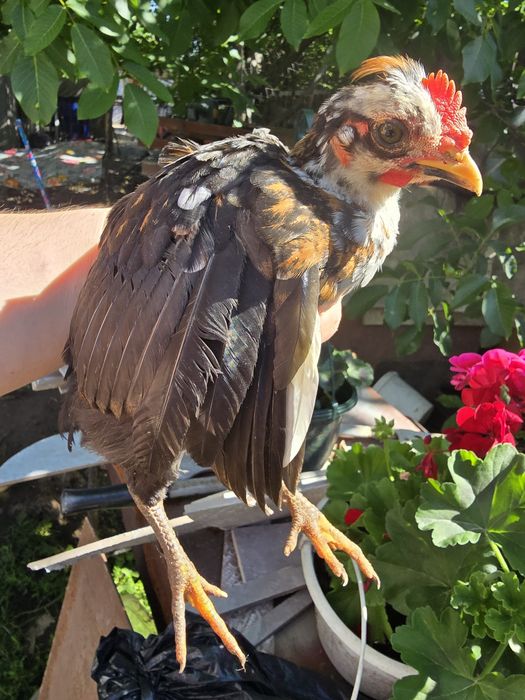 Gainușe americane( pitice)