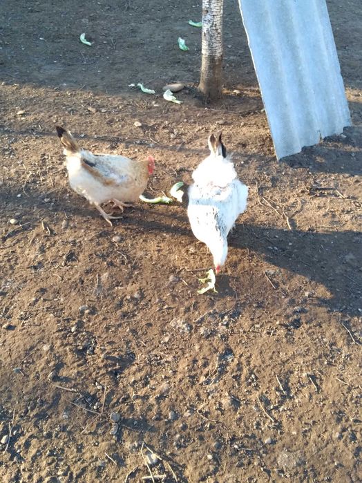 Vând ouă de găină