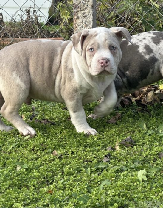 Американско Були Покет