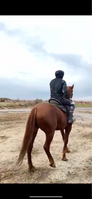 Көкпар аты сатылымда!