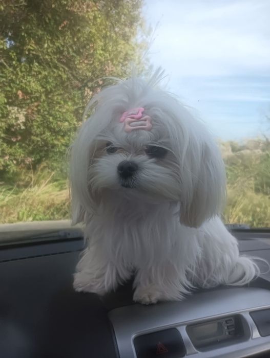 Bichon maltez mini toy