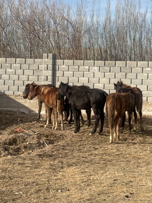 Жабағы сатылады  7бас