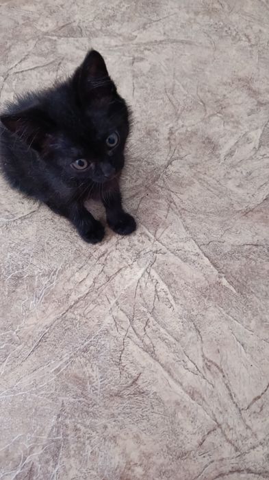 Котенок девочка ,ищет добрые ручки