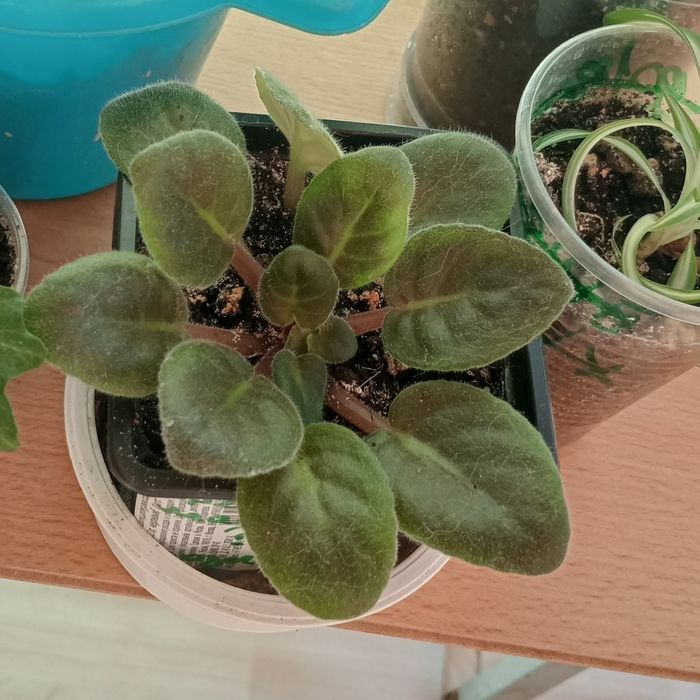 Комнатные цветы  от 1000 тенге.