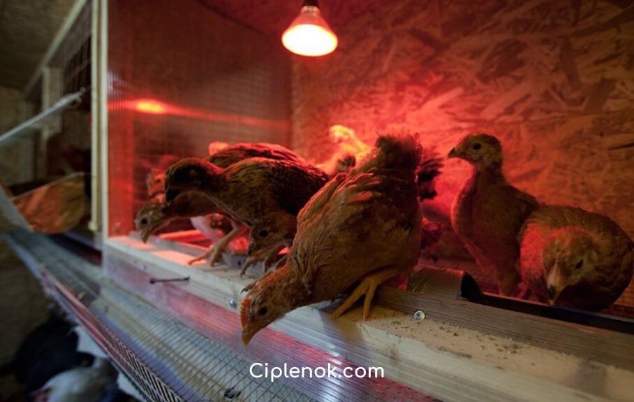 Инфракрасная лампа 100,150,200,250ватт  
Кулланиши: Товукхоналар