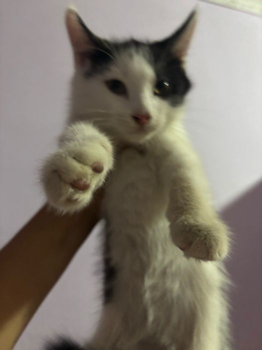 Отдам двух котов в добрые руки
