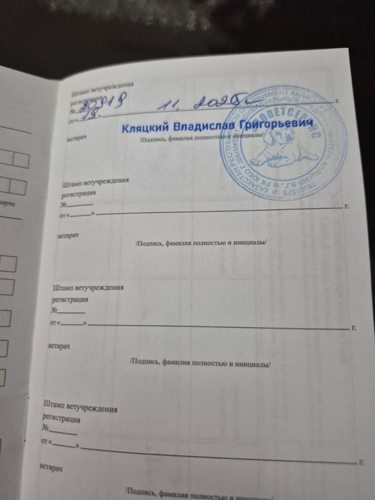 Продается японская акита