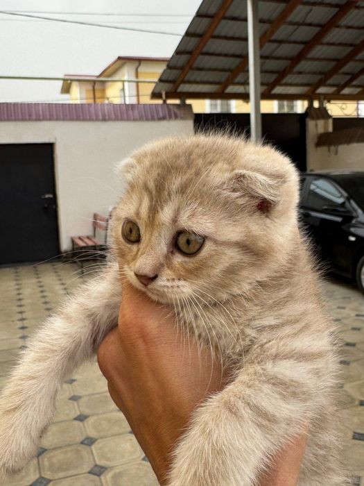 Scottish fold qiz