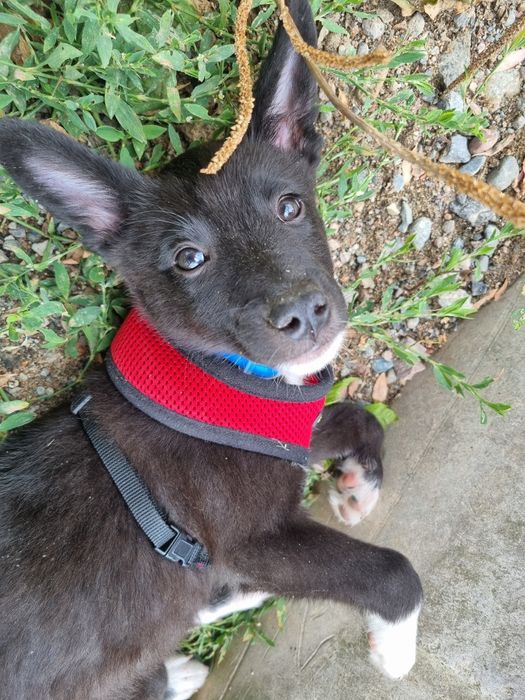 Идеальный пёс ищет семью